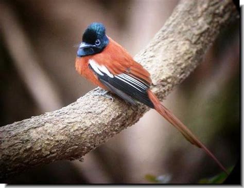 Gambia Wildlife