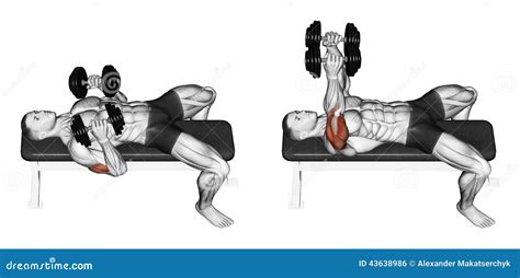 Dumbbell Chest Press (what is a dumbbell chest press?)