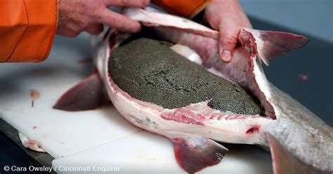 The Caviar Industry: the Lives of Female Sturgeon Used for their Fish Eggs