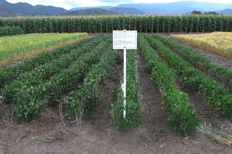 Beans in crop rotation on conservation agriculture trial p… | Flickr