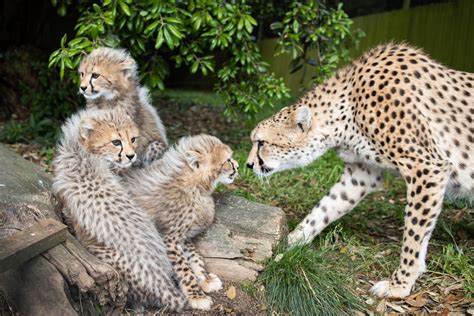 Fota Wildlife Park in Cork announces birth of Northern cheetah cubs as ...