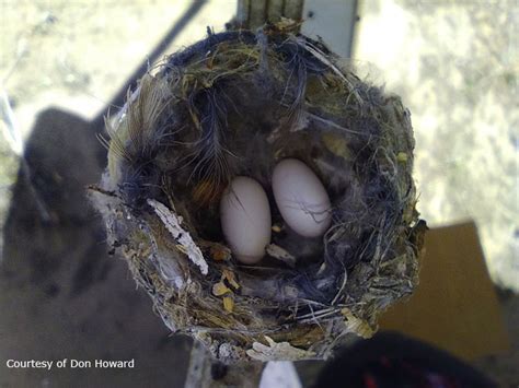 Hummingbird Egg Size Comparison