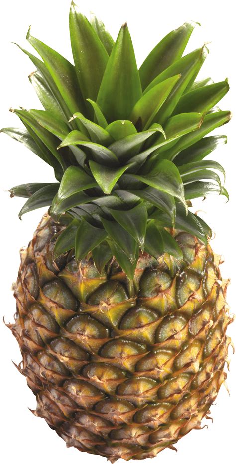 Free Green Pineapple Cliparts, Download Free Green Pineapple Cliparts ...