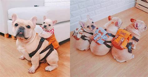 These Cute Little Dog Backpacks Lets Them Hold Their Puppies On Their Back