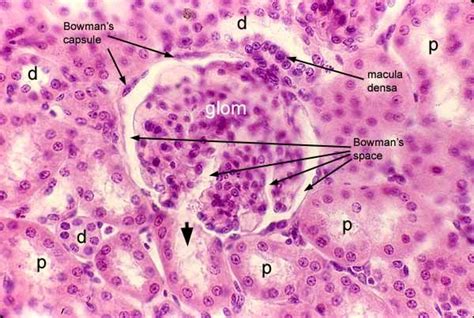 SIU SOM Histology CRR