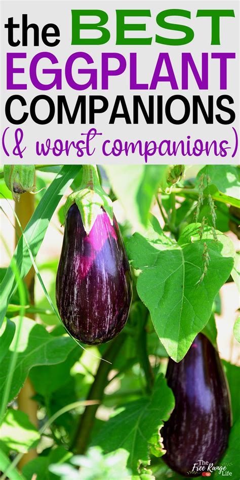 The Best Eggplant Companion Plants for Your Backyard Garden | Eggplant ...