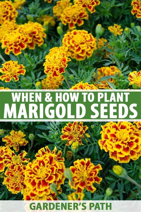 When and How to Plant Marigold Seeds | Gardener’s Path | Planting flowers from seeds, Planting ...