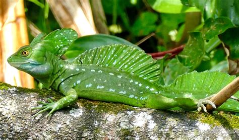 Green Basilisk Care - Information, Enclosure, Diet & Health - Pets With Scales