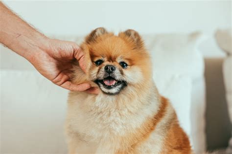 Petting Etiquette: How to Safely Approach and Interact with Dogs – Neater Pets