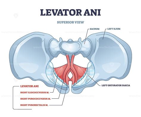 Levator ani muscle group location and lesser pelvis bones outline diagram - VectorMine