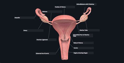 Human Female Reproductive System Parts And Functions