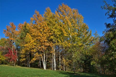 Bigtooth aspen (Populus grandidentata) in the aspen test planting | Plants, Aspen trees, Yard design