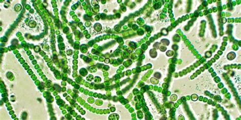 Researchers engineer photosynthetic bacteria to produce hydrogen | Ars ...