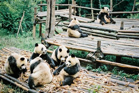 Panda Breeding Center Chengdu - Entouriste