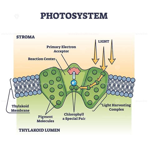 Photosystem process as chemical light absorption in plants outline diagram. Photosynthesis ...