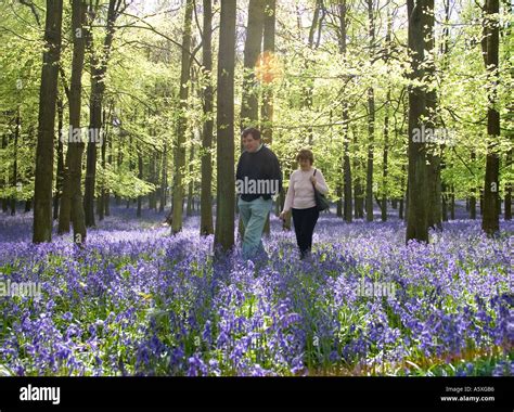 Ashridge Woods Bluebells - Buckinghamshire Stock Photo - Alamy