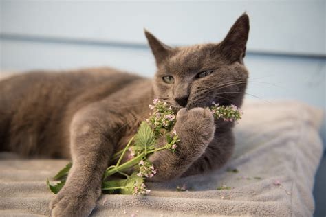 Was macht Katzenminze (Catnip) mit Deiner Katze?