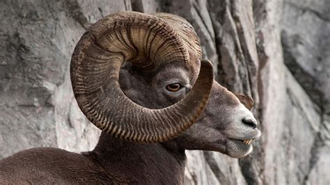 Big Horn Sheep – Bing Wallpaper Download