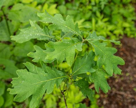 White Oak (Quercus alba) - Bowman's Hill Wildflower Preserve