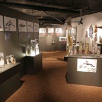 The Icelandic Phallological Museum: Interpreting the science and culture of the penis – Natural ...