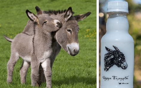 The Organic Donkey Milk That Is Produced In Kozani – Greek City Times