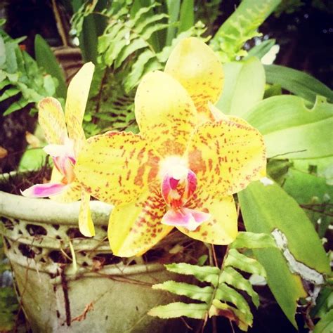 Orchids abound at 435 Ho'olawa Rd, Haiku Maui Hawaii