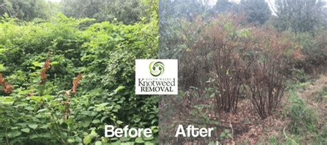 Japanese Knotweed: Know Your Responsibilities for Removal | Green Leaf Remediation