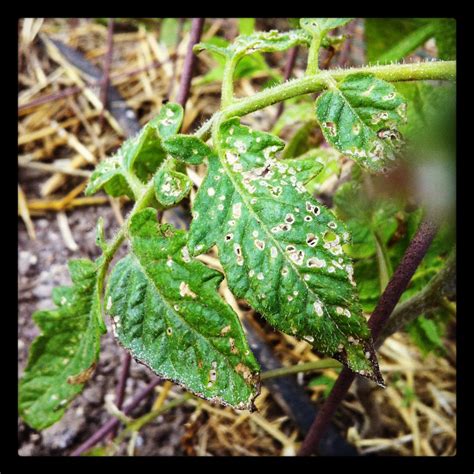 Pollo Loco: Friday Farm - Flea Beetle Tomato Pest