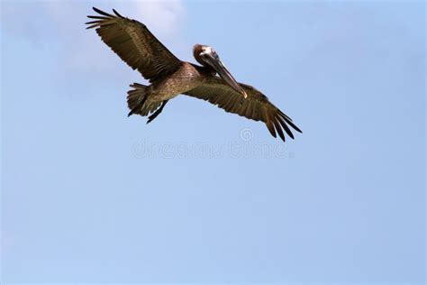 FLYING PELICAN SILHOUETTE stock photo. Image of outline - 4112042