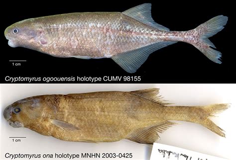 'Hidden fish' genus described for 2 new weakly electric mormyrid ...