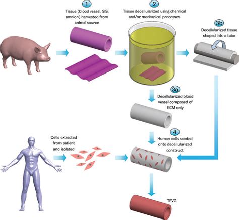 Figure 3 from The Tissue-Engineered Vascular Graft—Past, Present, and Future | Semantic Scholar