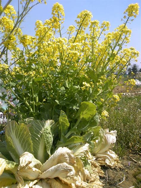 How to Grow Napa Cabbage (Chinese Cabbages) - Dengarden