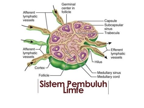 Sistem Kardiovaskuler dan Peredaran darah, Sistem Limfatik dan Pertah…