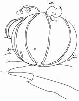 Melon cantaloupe coloring page sketch template