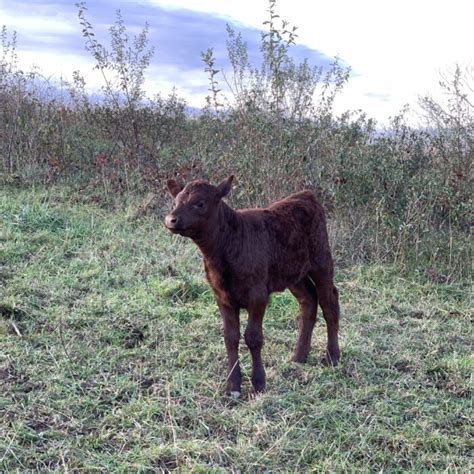 Red Poll Cattle For Sale | Red Poll Heifers, Cows, Calves, Steers, Hides...