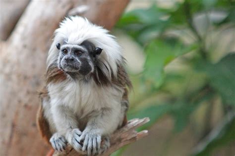 Can You Have A Pet Monkey In Louisiana - PetsWall