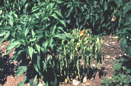 Chile Pepper and the Threat of Wilt Diseases