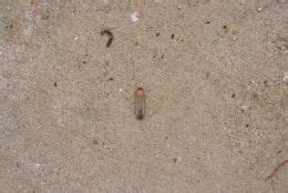 Green June Beetle Larvae | Extension Entomology