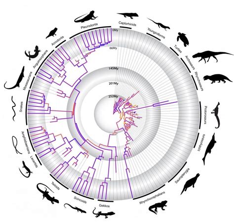 A timeline on the evolution of reptiles (TDnews) | Tdnews