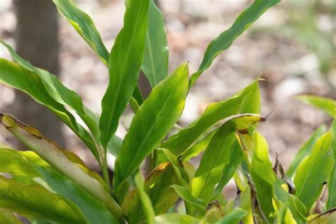 How To Plant a Cardamom Plant: The Complete Guide – thegrowingleaf