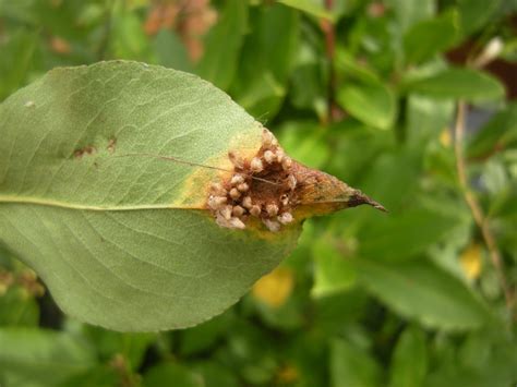 Pear Rust, Gymnosporangium sabinae | Jeremy Bartlett's LET IT GROW blog