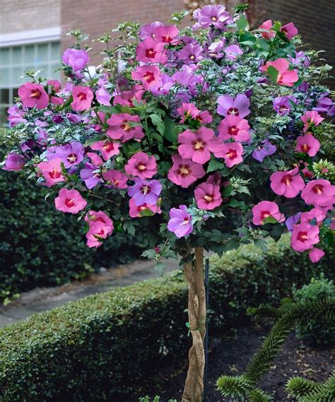 Rose of Sharon Hibiscus Tree » So pretty! #hibiscustree | Hibiscus tree, Rose of sharon tree ...