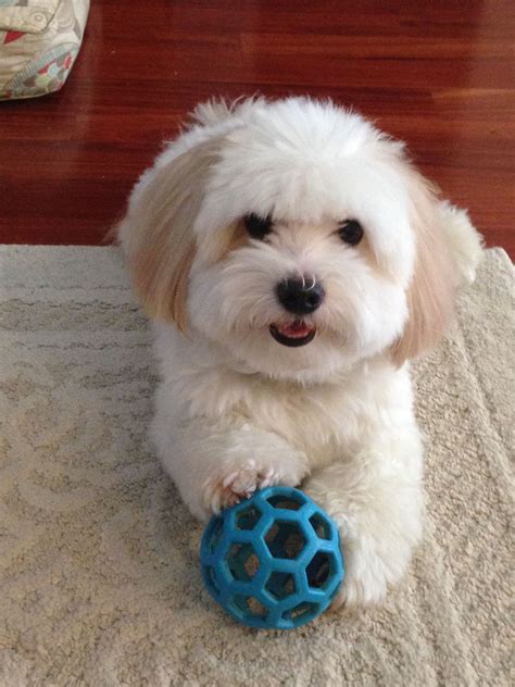 Beau and his favorite toy. Little Puppies, Cute Puppies, Dogs And Puppies, Puppies For Sale ...