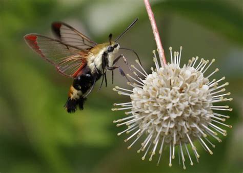 Discover the 6 Different Types of Tree Borers - A-Z Animals