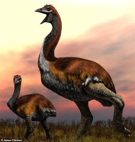 World's largest ever bird was a 10-foot creature in Madagascar - WSBuzz.com