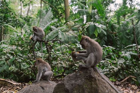 Viral Video Monyet Turun dari Hutan Dago Pertanda Gempa? Begini Kata Pemkot Bandung - Halaman 2