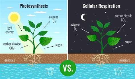 Plant Metabolism - Biology Online Tutorial