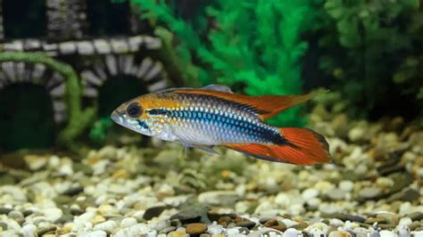 Apistogramma Agassizii Profile Fish - Days Pets