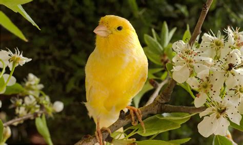 Canary Colors: Most Common to Rarest - A-Z Animals