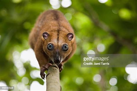 Cuscus Animal Photos and Premium High Res Pictures - Getty Images